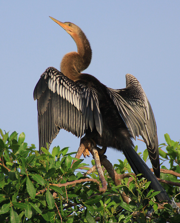 Anhinga Drying Wings   P O'Malley